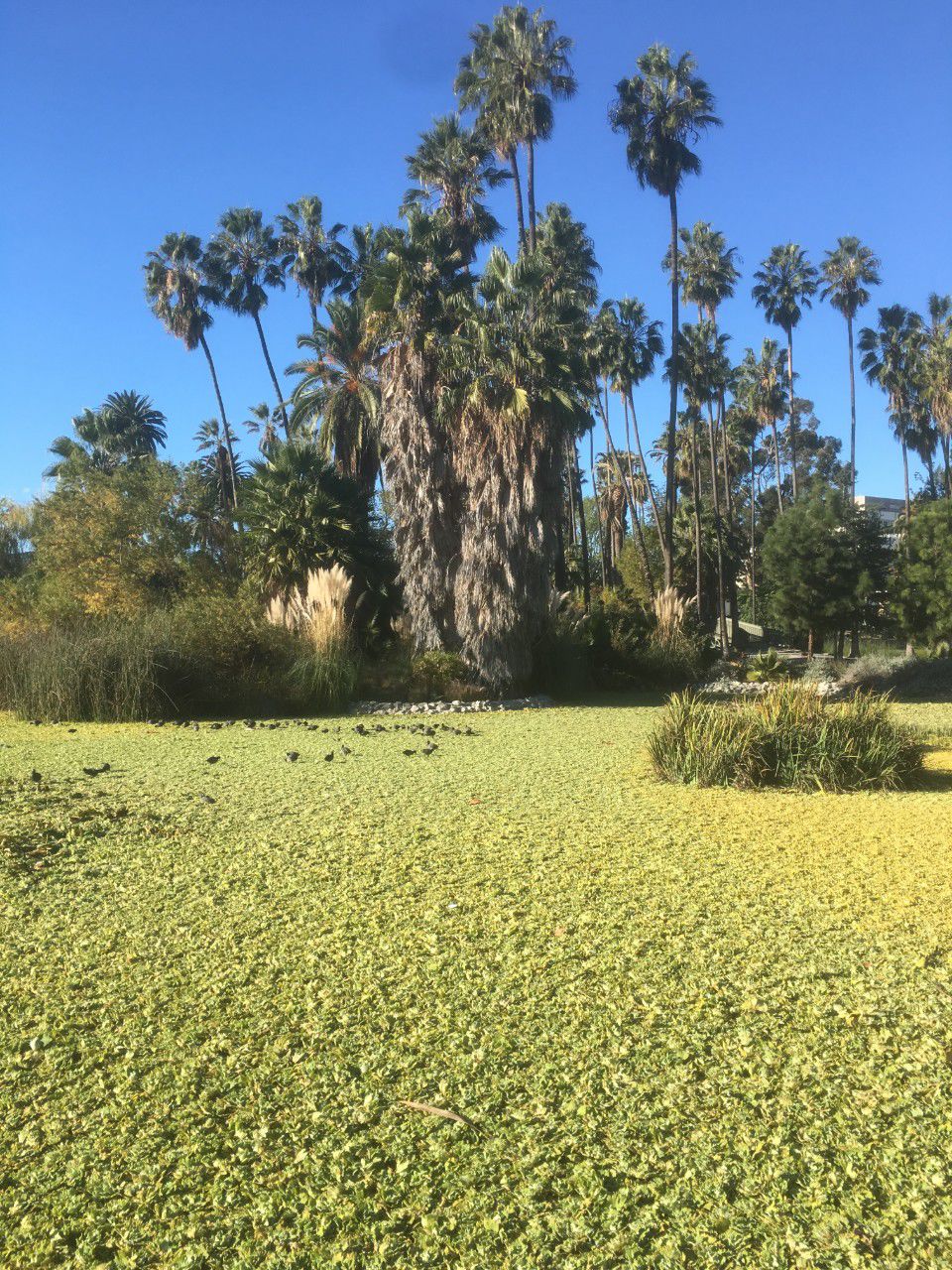 Water lettuce at Echo Park Lake
